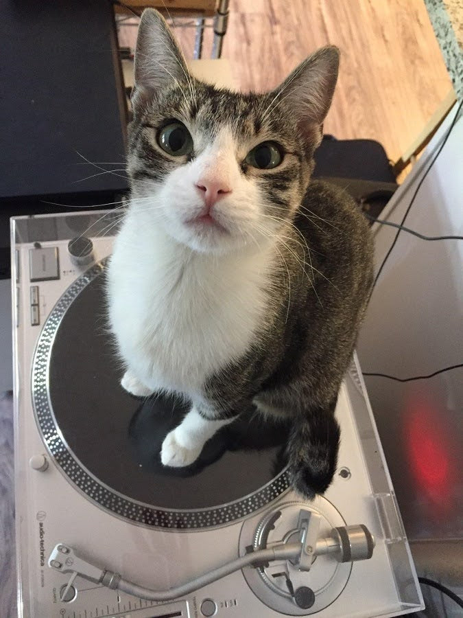 A picture of a cat sitting on a Technics 1200 turntable